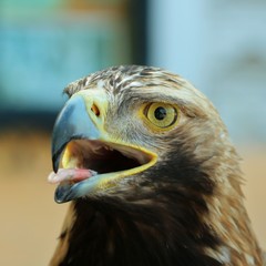 golden eagle - uncommon  - precious - of rare predator