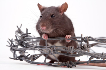rat