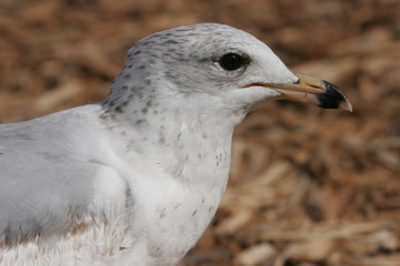 BEACH BIRD