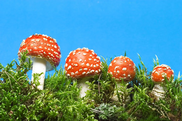 red mushrooms and moss against the blue sky