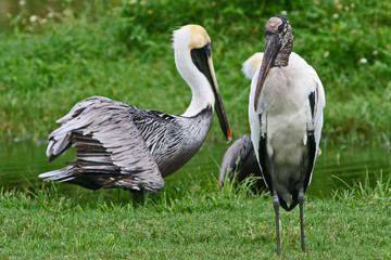 STORK AND A PELICAN