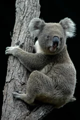 Foto op Plexiglas Koala Koala
