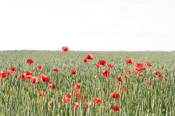 Fototapeta premium Barlay field