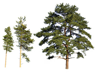 tree isolated pines