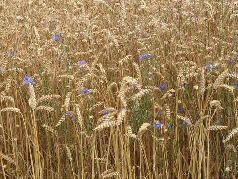 Corn field