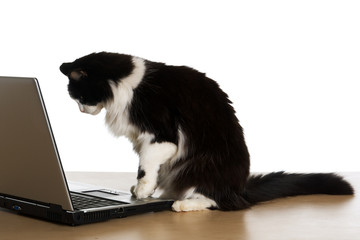 Cat and laptop