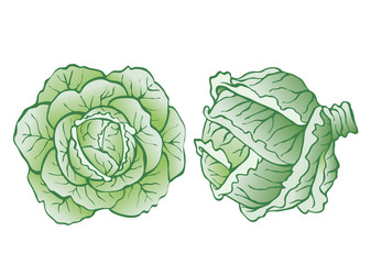 heads of cabbage
