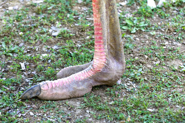 Ostrich Foot