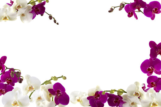 Orchids
