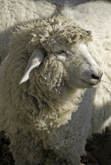 Sheep portrait