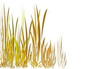 Grasses 