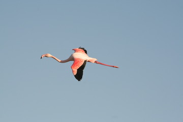 Flamant rose