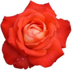 Rot-orange Rose, freigestellt