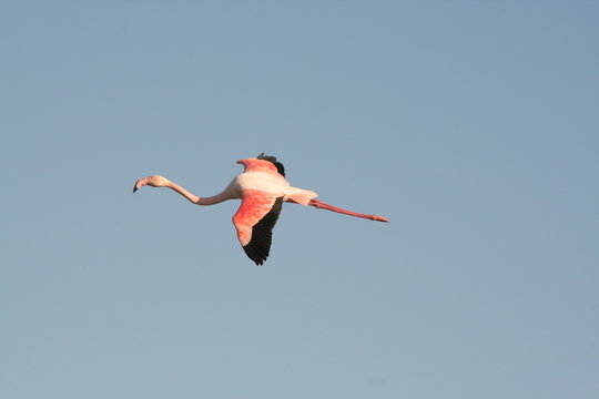 Flamant rose