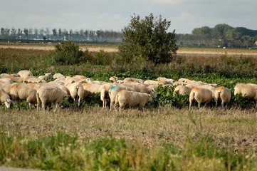 Schafe im Gemüsefeld