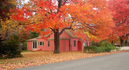House and maple tree in Autumn