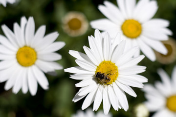 Fototapeta premium margaritas y abeja