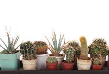 cactuses