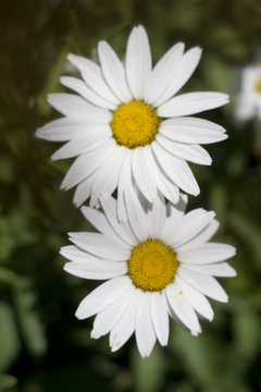 par de flores margaritas