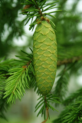 cone