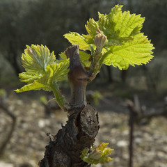 renaissance de la vigne