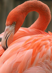 FLORIDA NATIVE BIRDS