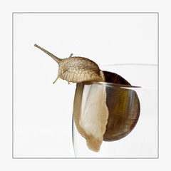 garden snail climbing a wineglass