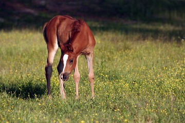 Foal in field of flowers