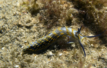 Fringed Back Nudibranch