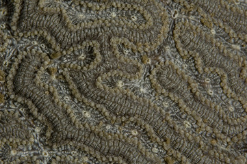 Coral Polyp Background