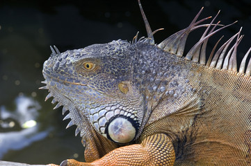 iguana