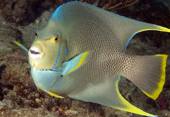 Blue Angelfish, Holacantus bermudensis