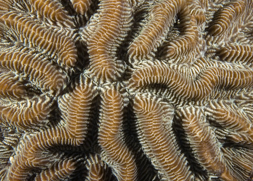 Coral Polyp Background