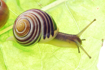snail on green leaf