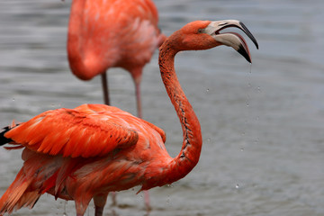 FLAMINGO IN THE WATER