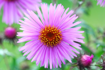 Obraz premium pink flower
