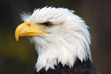 American Bald Eagle (Haliaeetus leucocephalus)