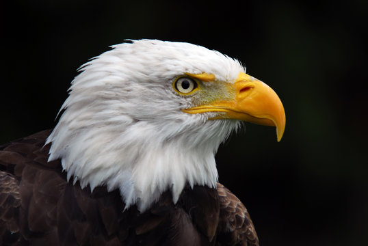 American Bald Eagle (Haliaeetus leucocephalus)