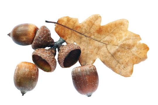Autumnal acorn