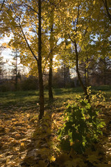 Obraz premium autumn tree