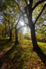 Fototapeta premium Sun in the park