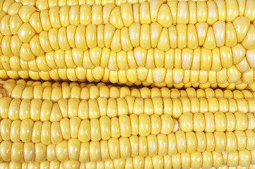 corn background