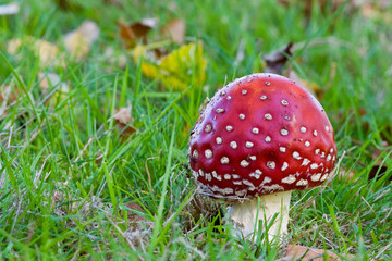 Amanita muscaria