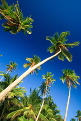 tropical palm tree paradise