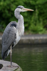 Heron in a park