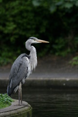 Heron in a park