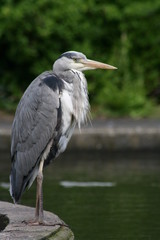 Heron in a park