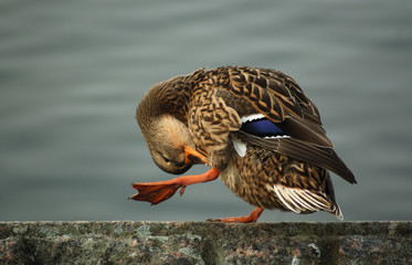 Mallard cleaning feathers