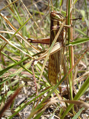 sauterelle réunionnaise