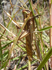 sauterelle réunionnaise 2